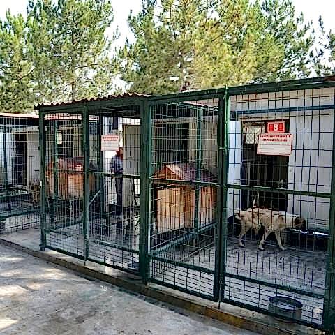 Hayvan Barınakları