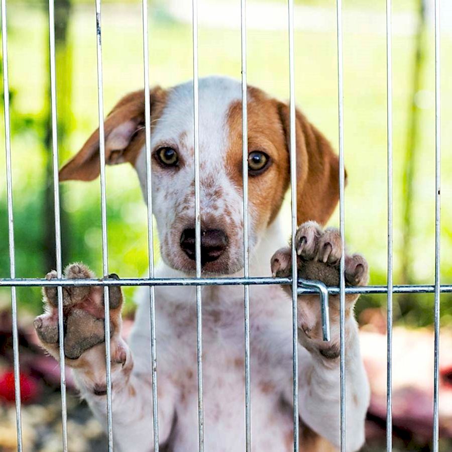 Hayvan Barınakları